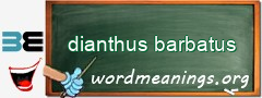 WordMeaning blackboard for dianthus barbatus